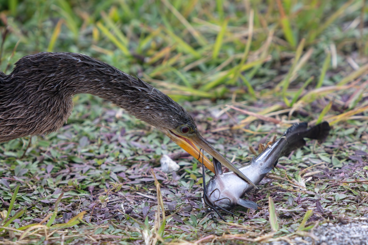 Anhinga - ML646225499