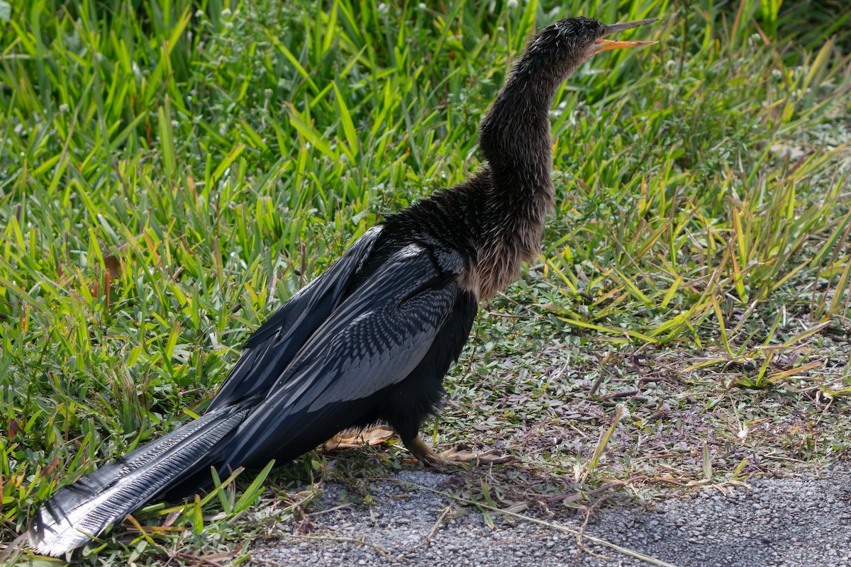 Anhinga - ML646225500