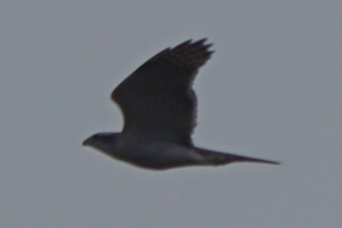 Eurasian Goshawk - ML646225503