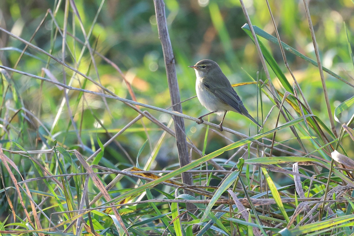 Common Chiffchaff - ML646225505