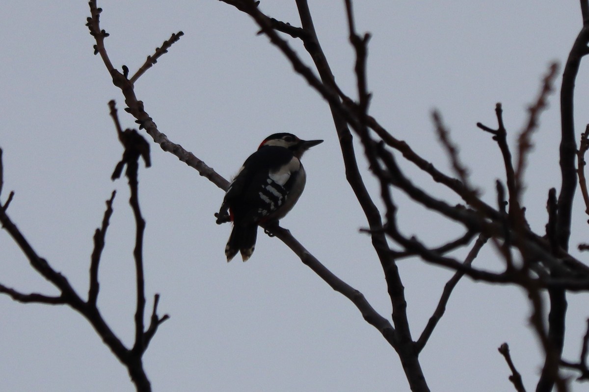 Great Spotted Woodpecker - ML646225506
