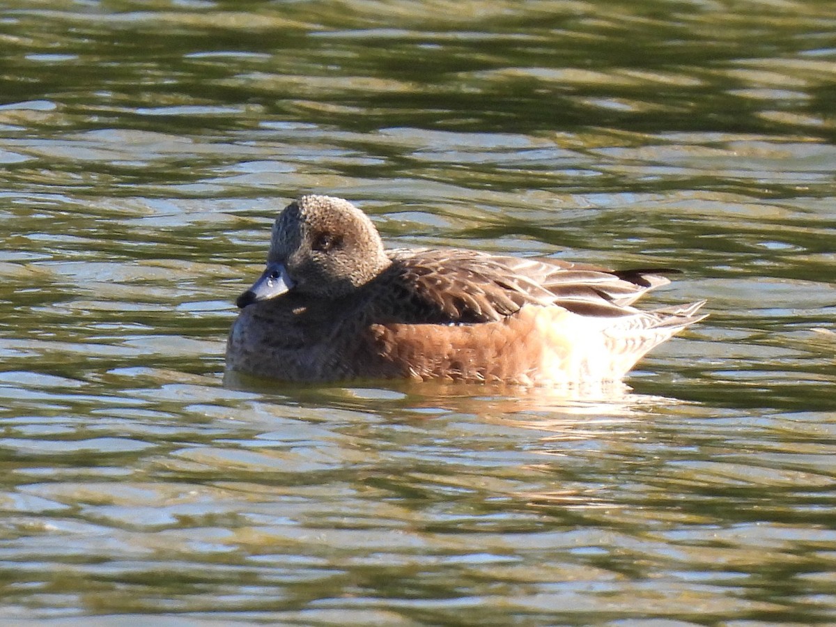 American Wigeon - ML646225507