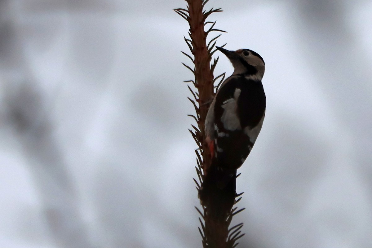 Syrian Woodpecker - ML646225508