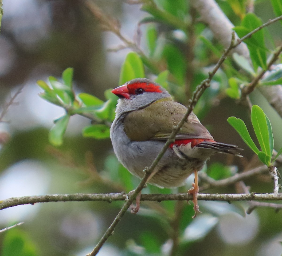 Red-browed Firetail - ML646225509