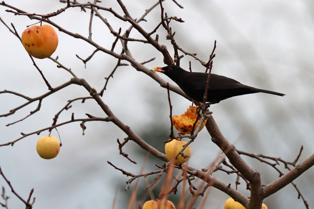 Eurasian Blackbird - ML646225510