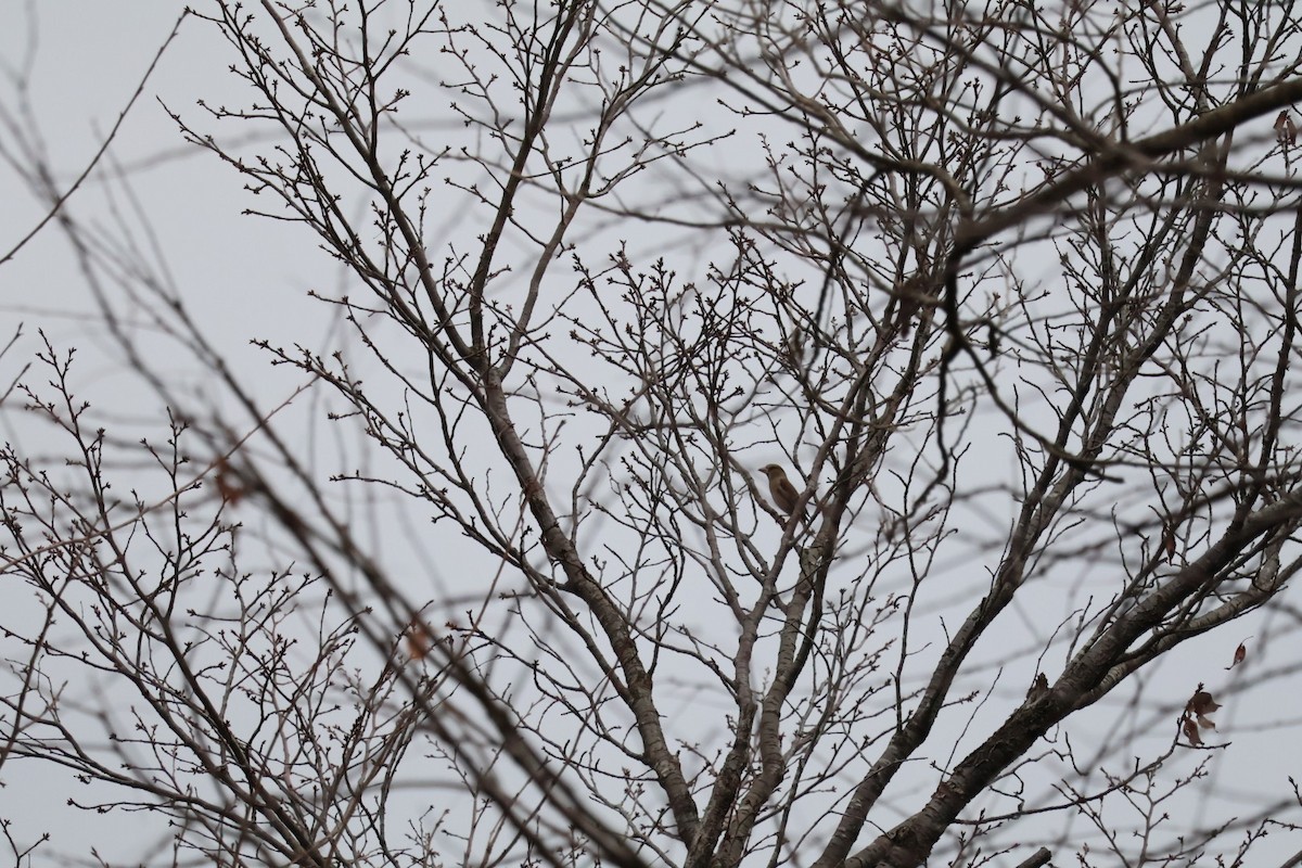 Hawfinch - ML646225511