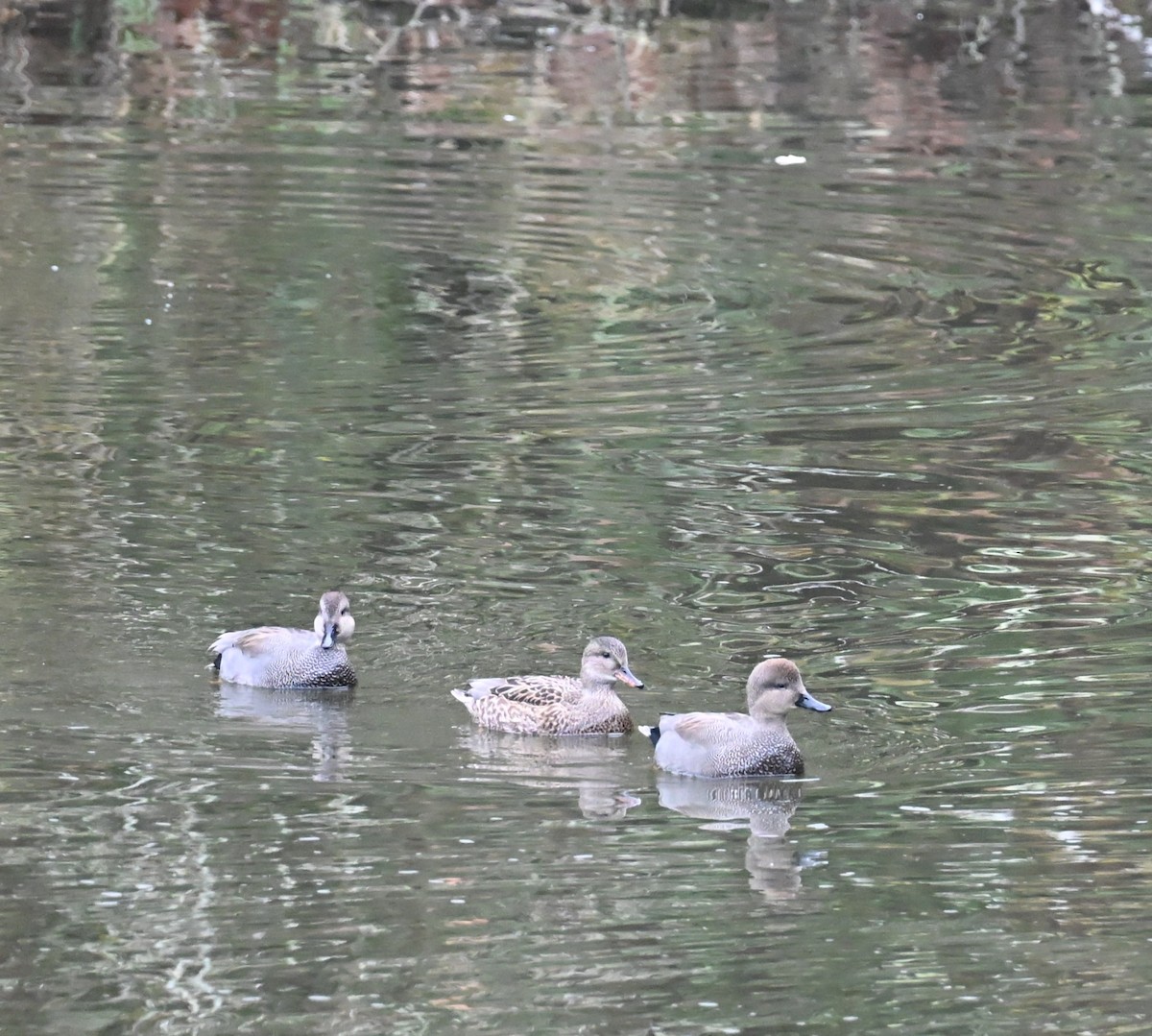 Gadwall - ML646225513