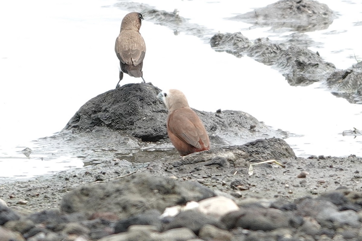 Pale-headed Munia - ML646225514