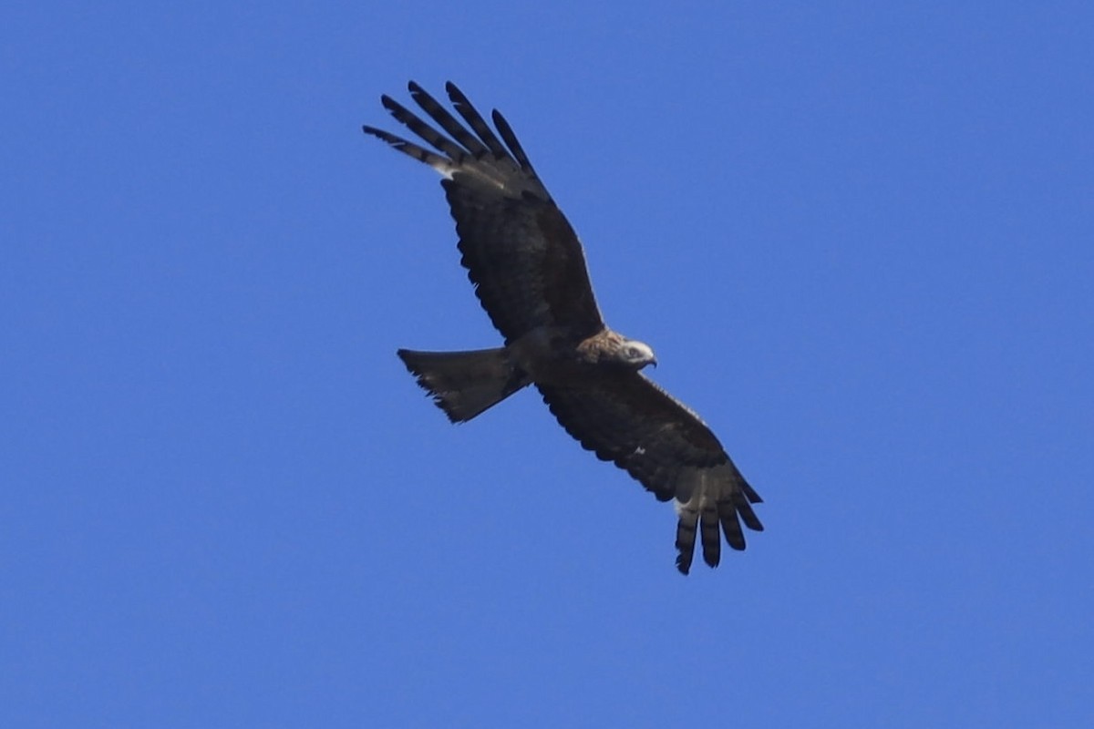 Square-tailed Kite - ML646225515