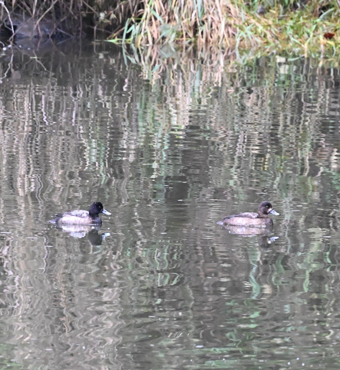 Lesser Scaup - ML646225518