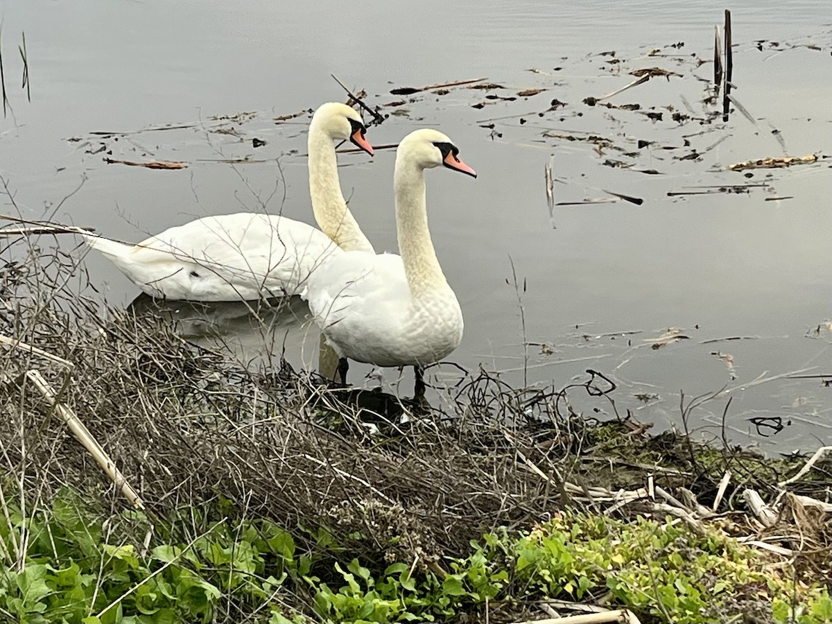 Mute Swan - ML646225521