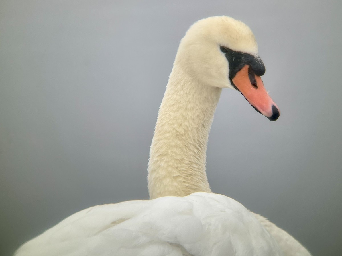 Mute Swan - ML646225522