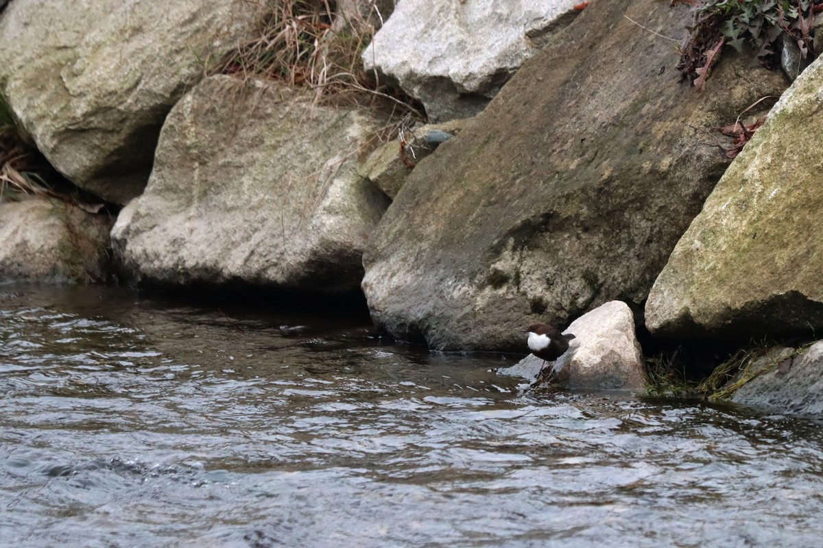 White-throated Dipper - ML646225525