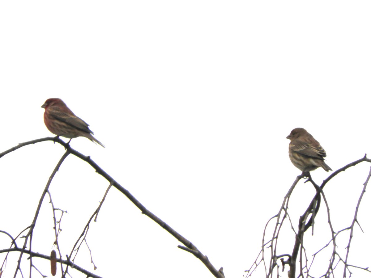 House Finch - ML646225526