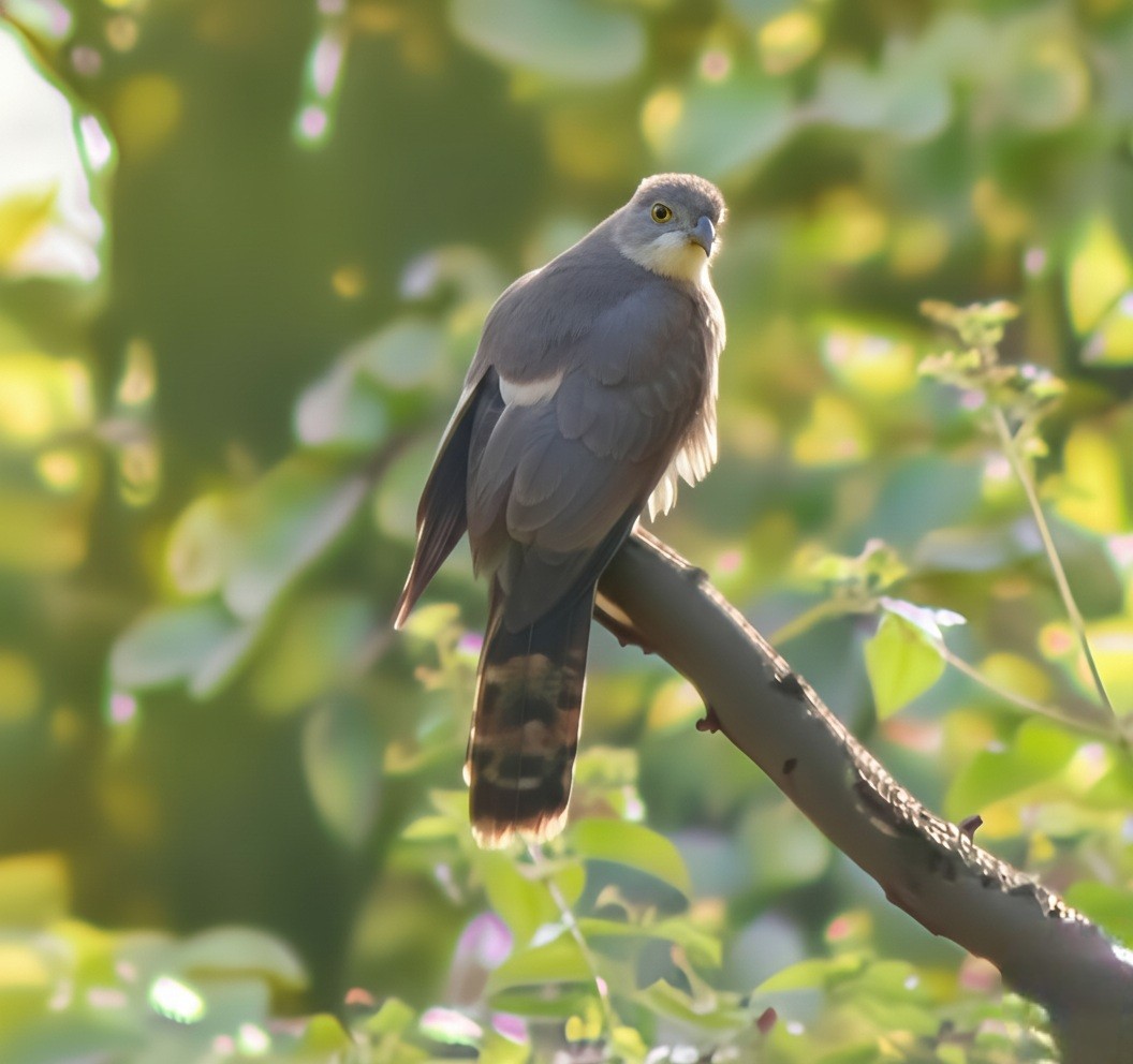Common Hawk-Cuckoo - ML646225527