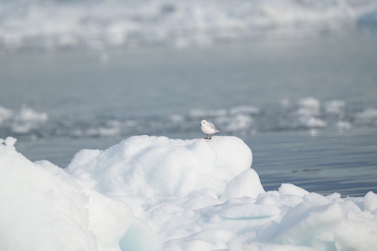 Antxeta arrosa - ML646225529