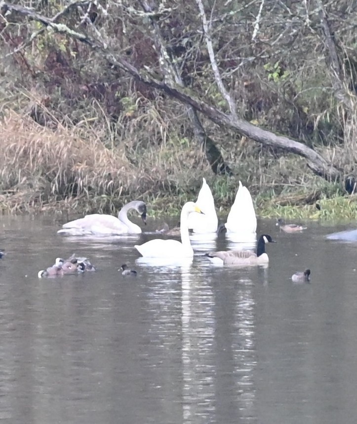 Whooper Swan - ML646225531