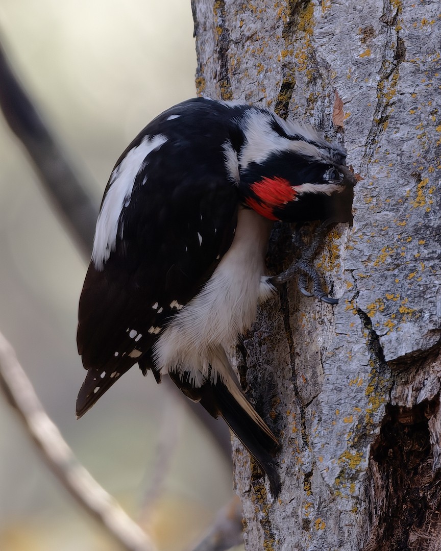Hairy Woodpecker - ML646225532