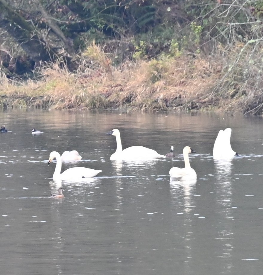 Whooper Swan - ML646225540