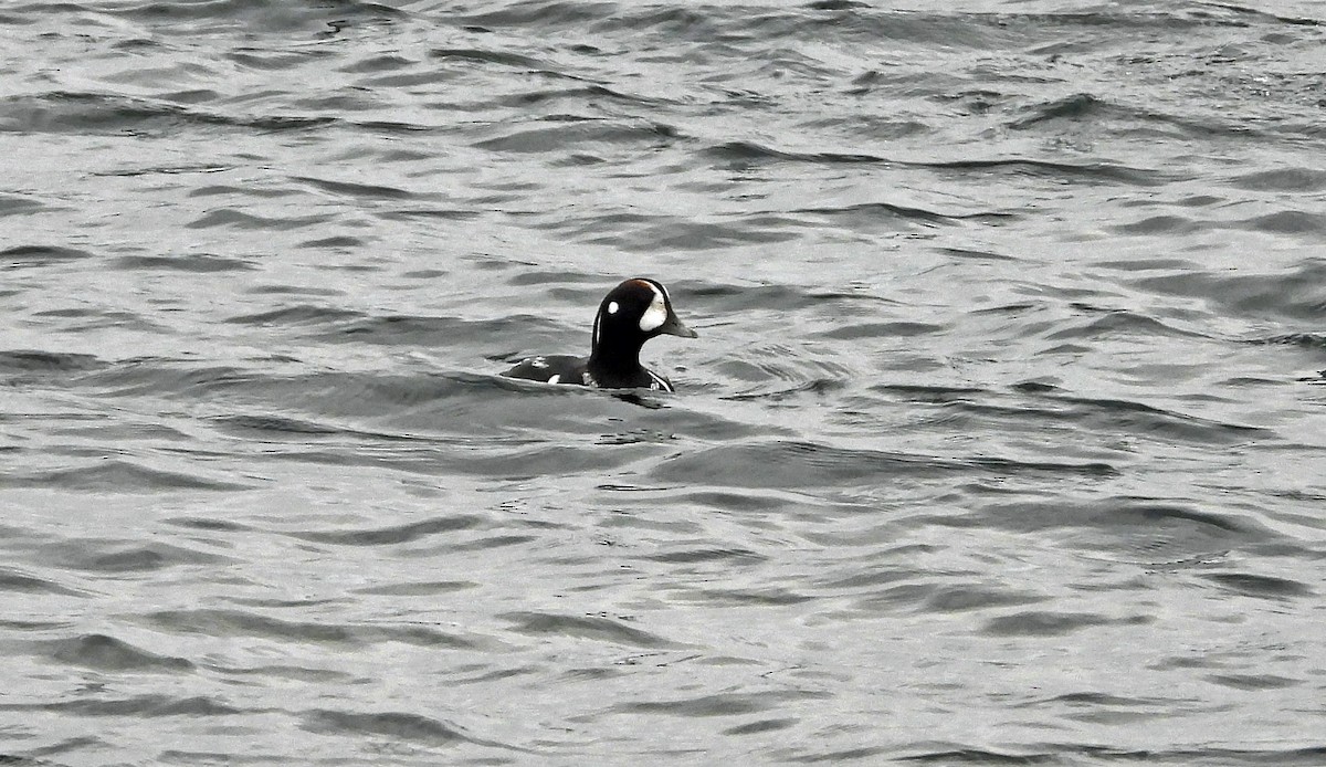 Ahate arlekina - ML646225542