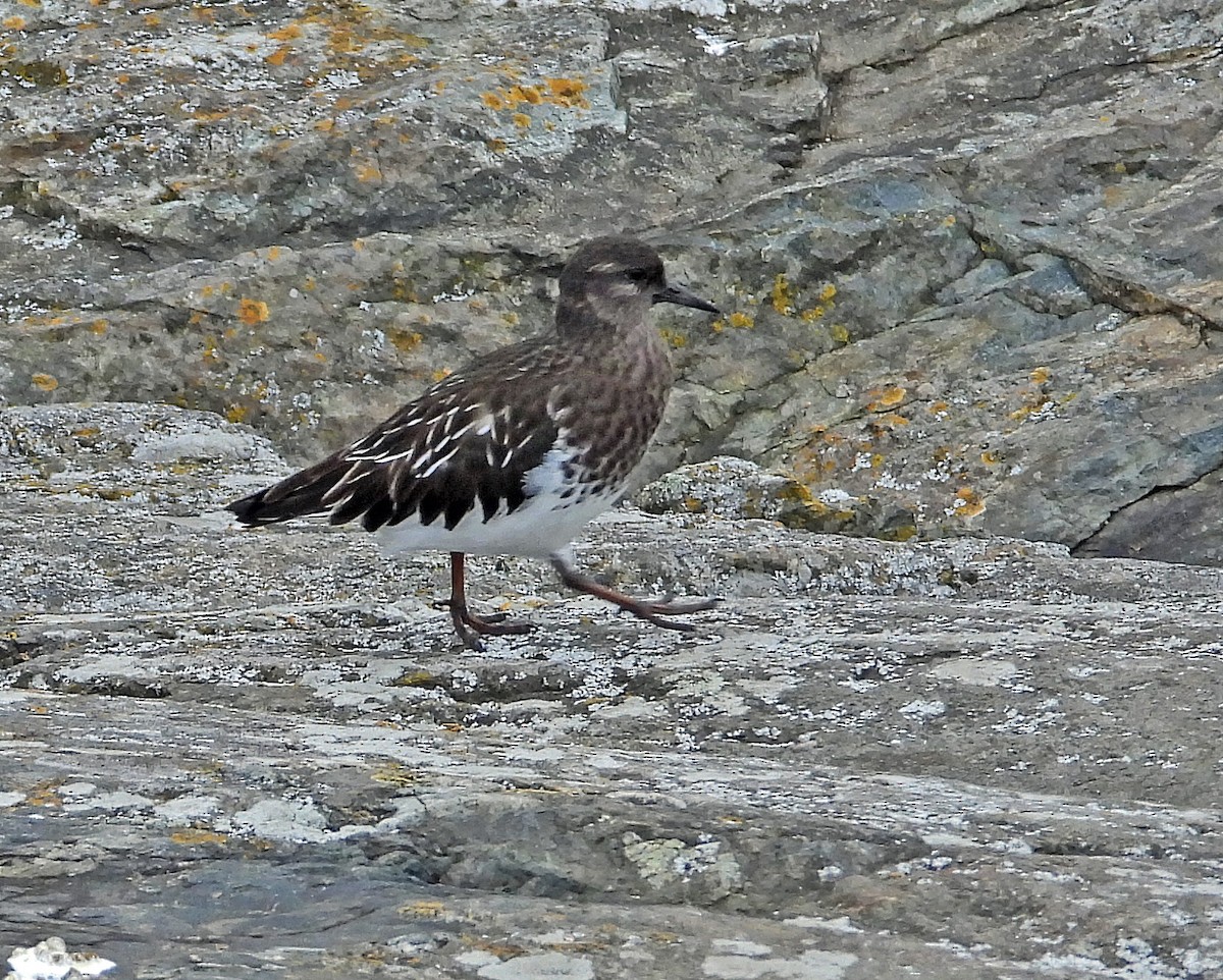 クロキョウジョシギ - ML646225545