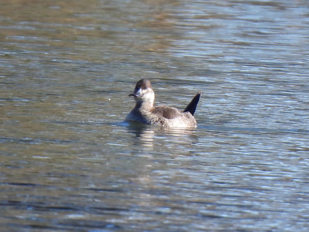 Amerika Dikkuyruğu - ML646225553