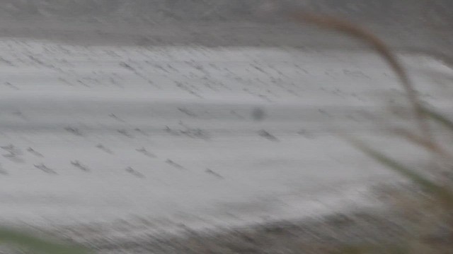 Harlequin Duck - ML646225555