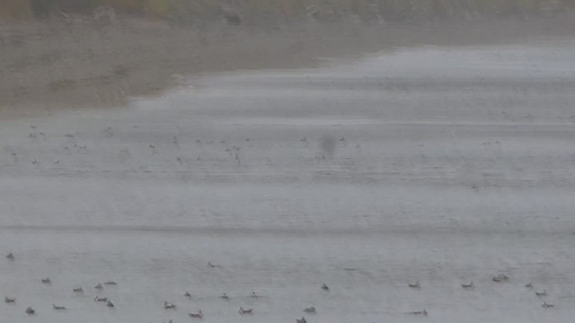 Harlequin Duck - ML646225556