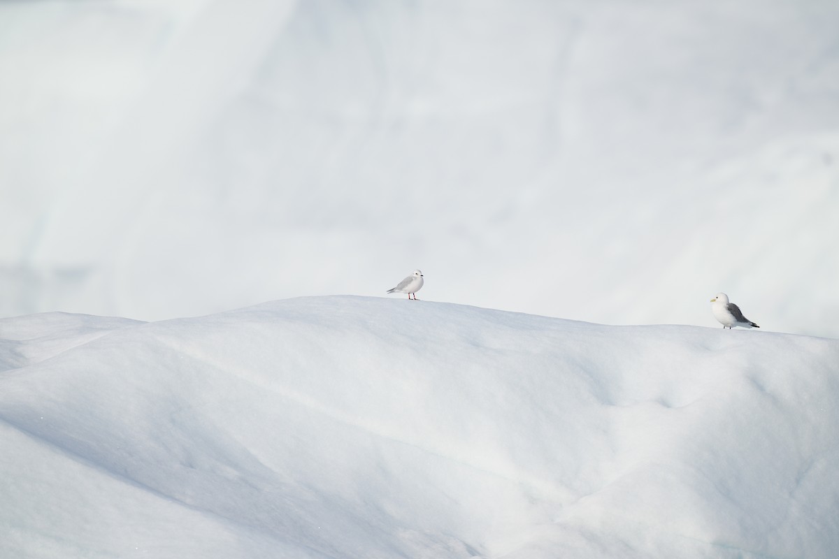 Antxeta arrosa - ML646225557