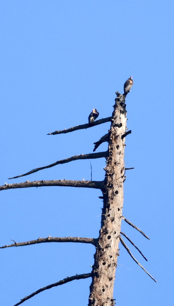 California Condor - ML646225563