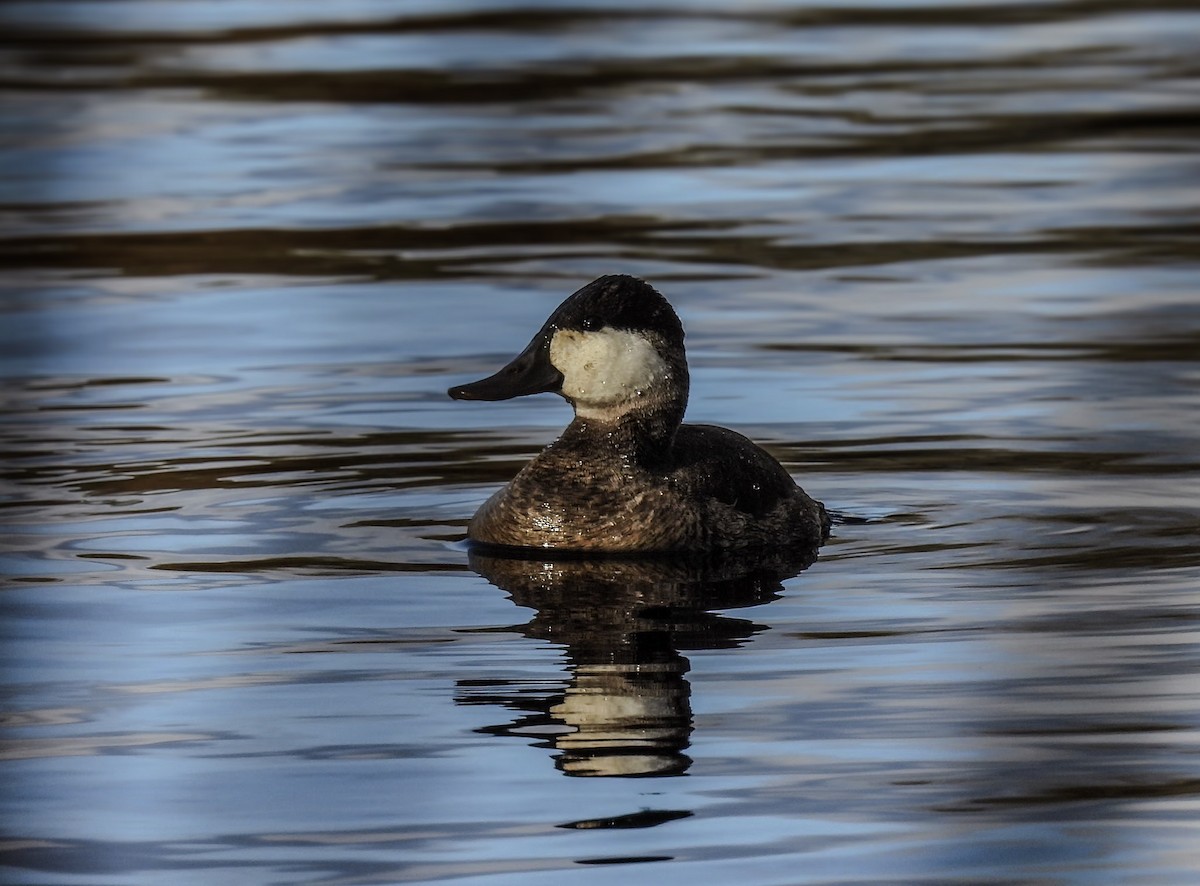 Amerika Dikkuyruğu - ML646225565