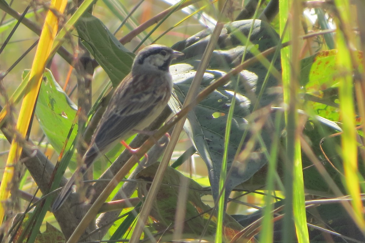 White-capped Bunting - ML646225568