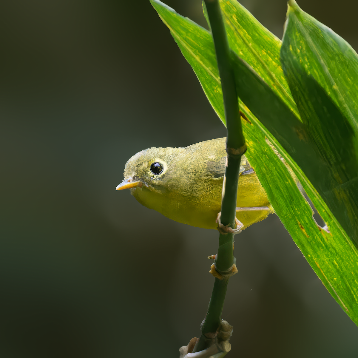 Whistler's Warbler - ML646225570