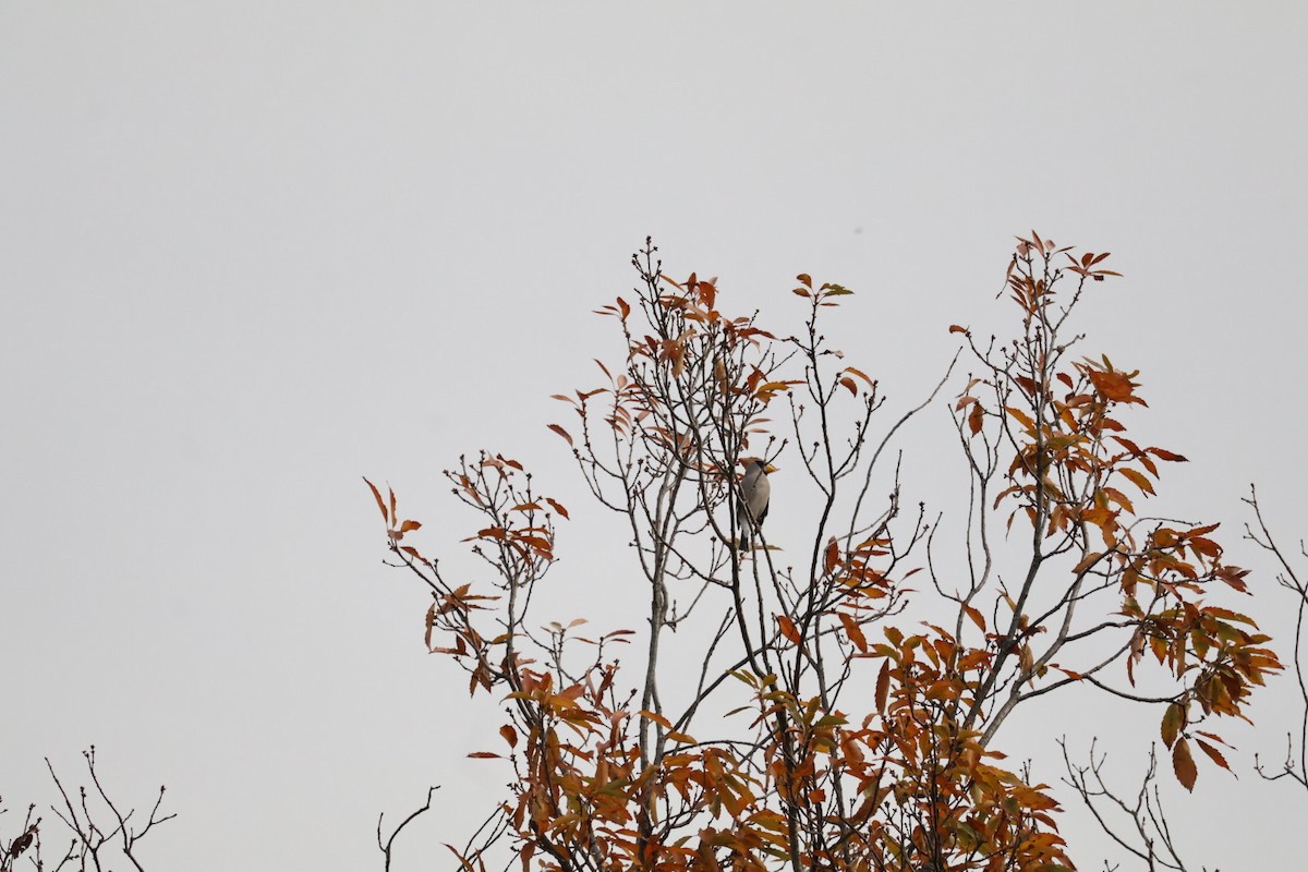 gråkjernebiter - ML646225572