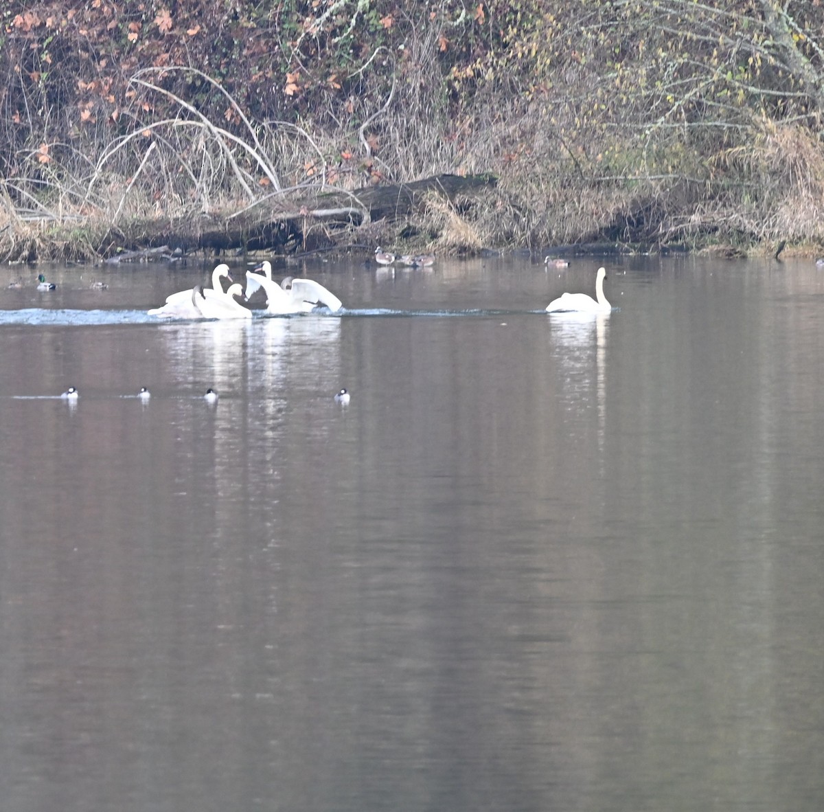 Trumpeter Swan - ML646225575