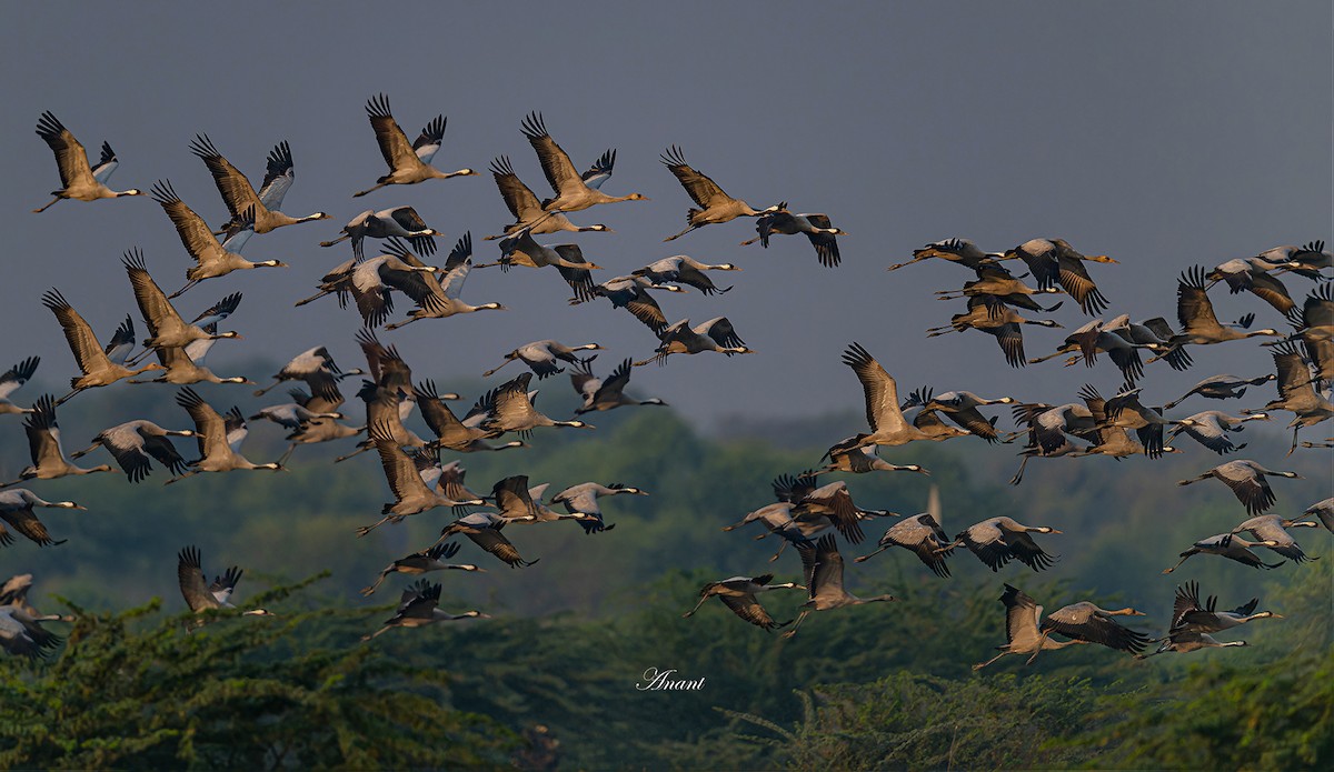 jeřáb popelavý - ML646225578