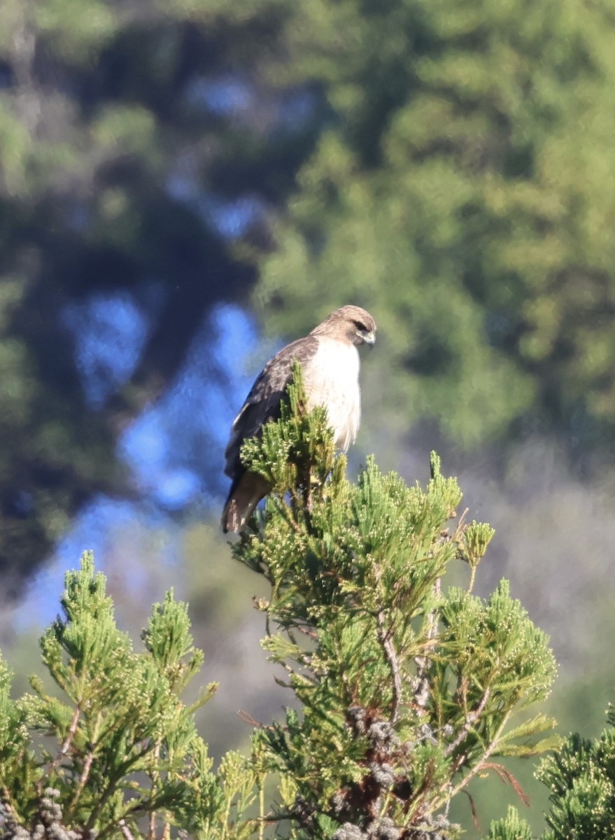 Канюк неоарктичний - ML646225581