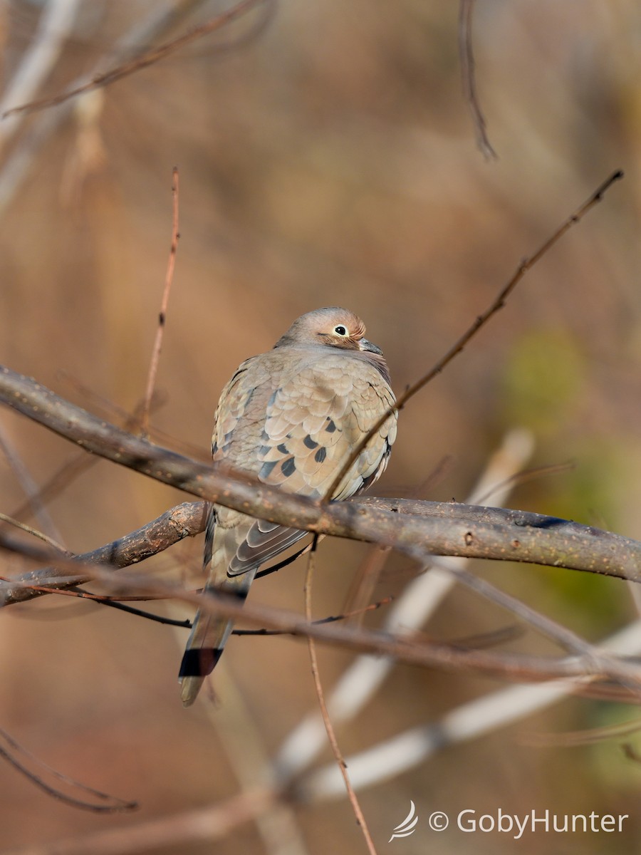 Mourning Dove - ML646225582