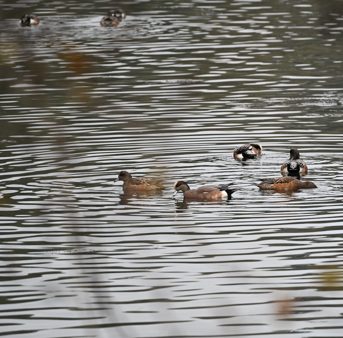 American Wigeon - ML646225583