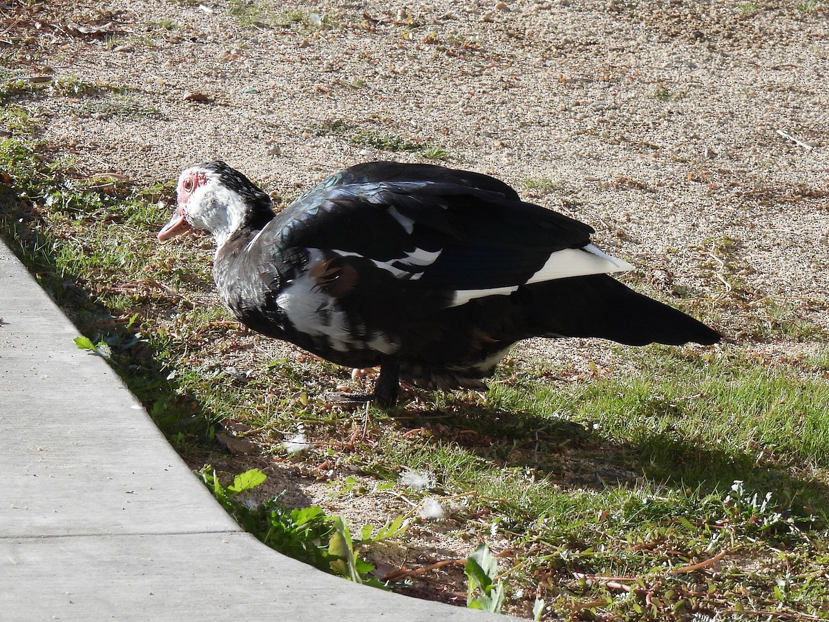 番鴨(馴化)(薑母鴨) - ML646225585