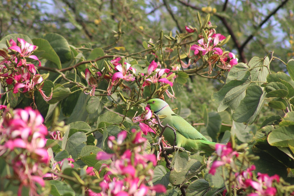 Rose-ringed Parakeet - ML646225588
