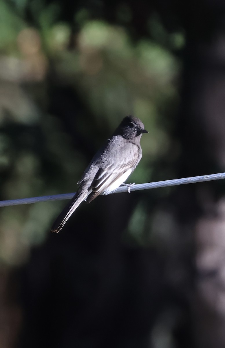 Black Phoebe - ML646225590