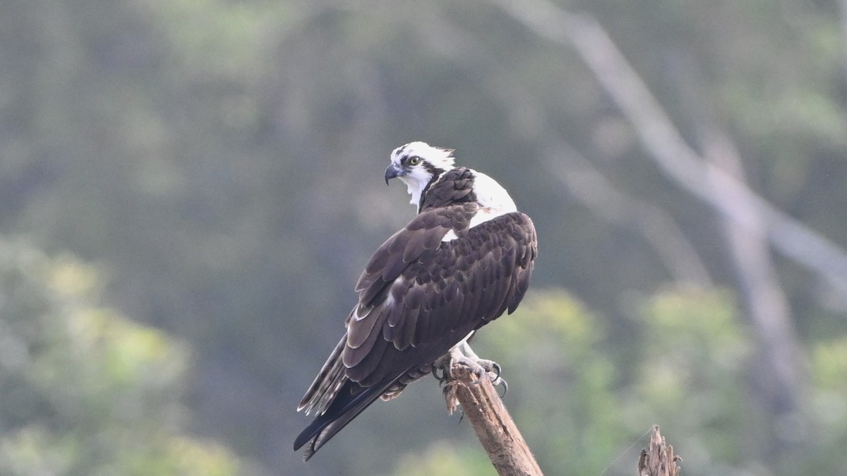 Osprey - ML646225593