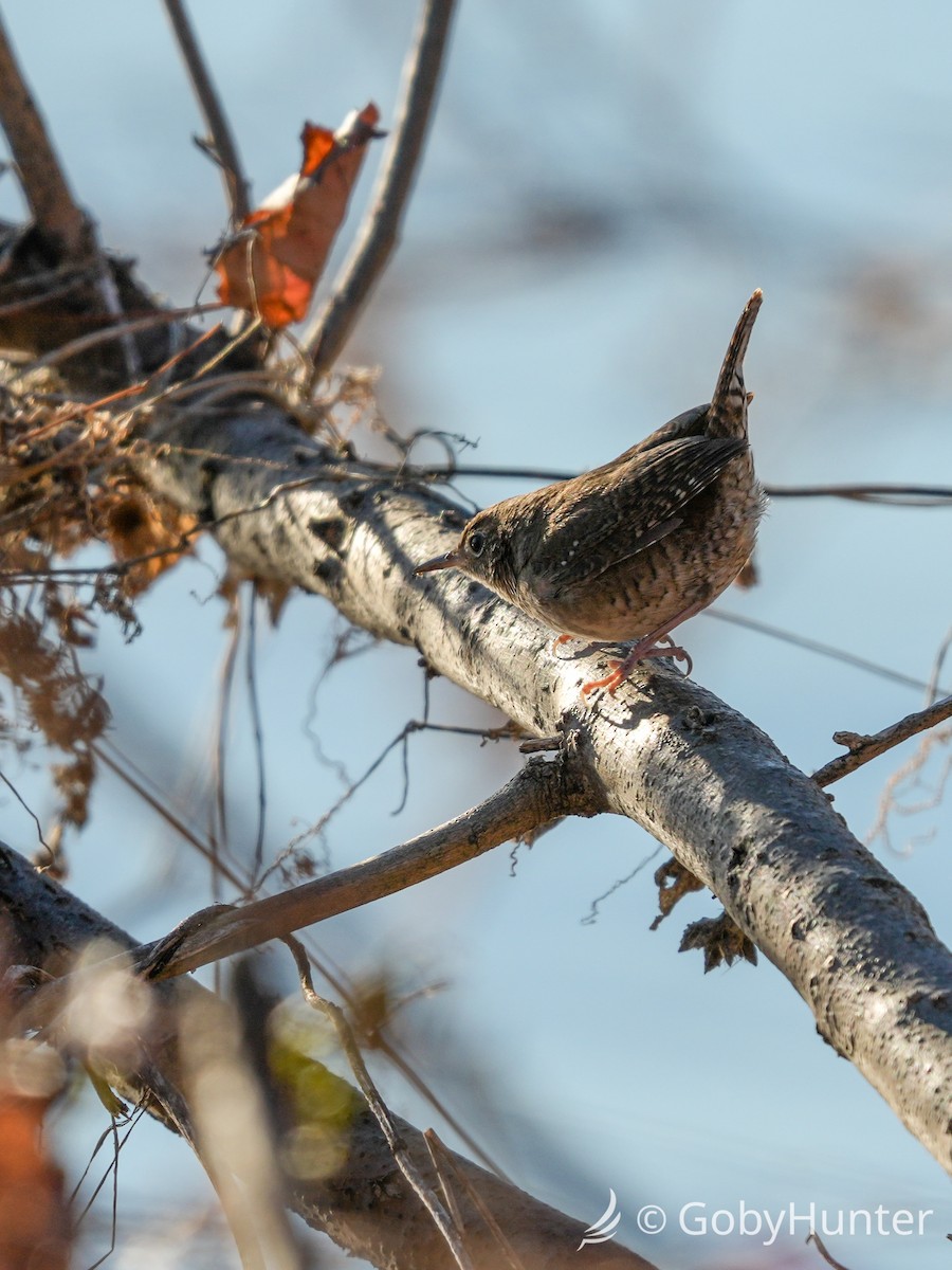 Winter Wren - ML646225595