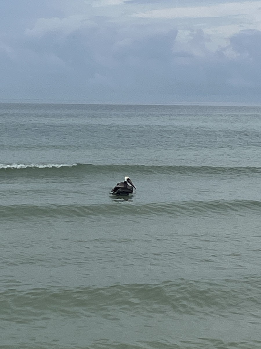 Brown Pelican - ML646225596