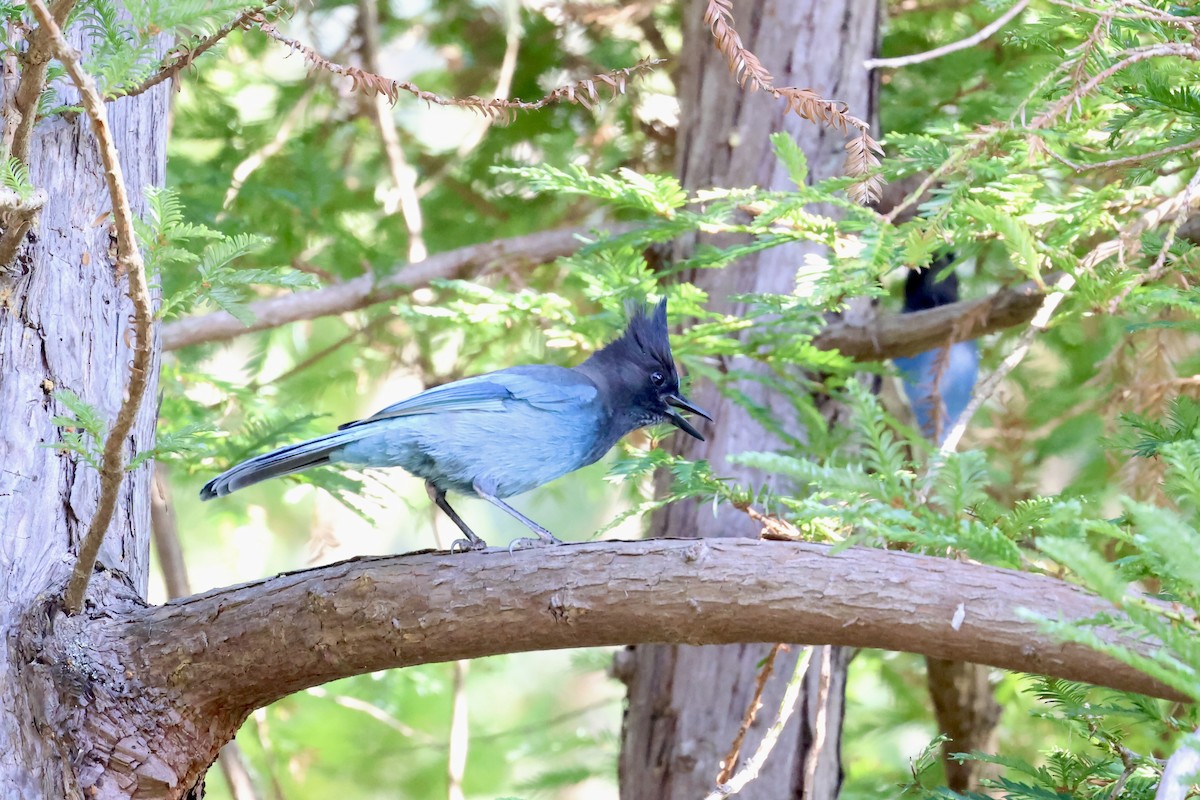 Steller's Jay - ML646225601