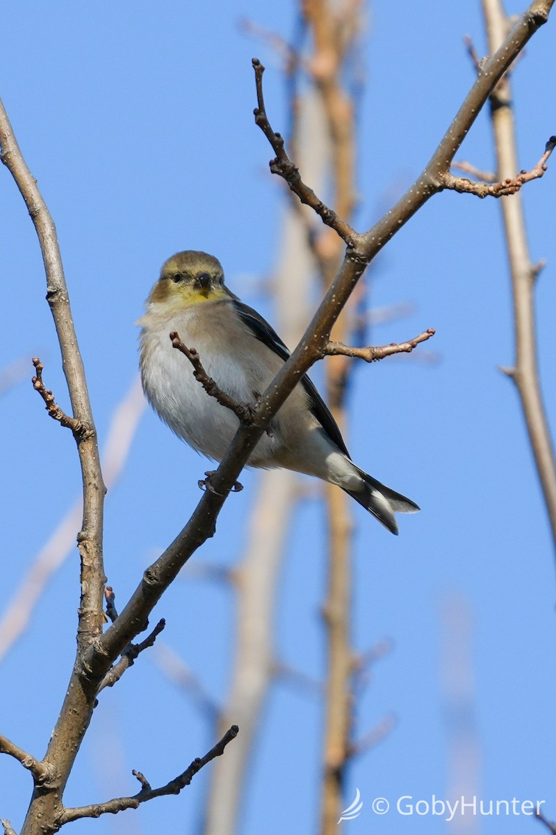 American Goldfinch - ML646225603