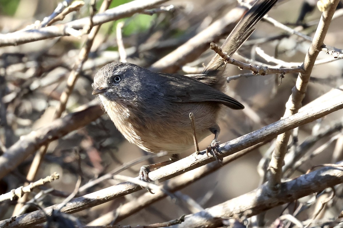 Wrentit - ML646225604