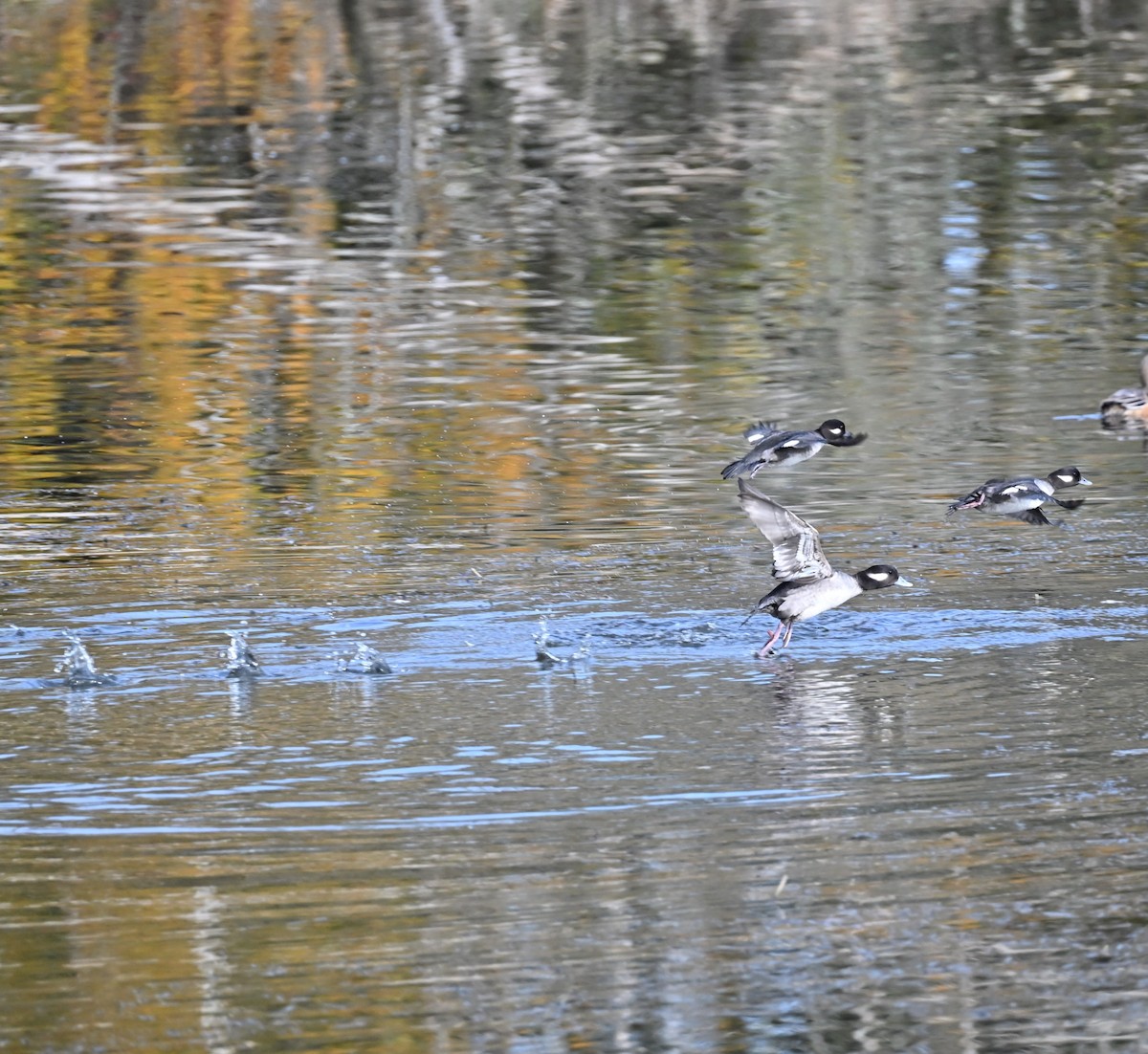 Bufflehead - ML646225605