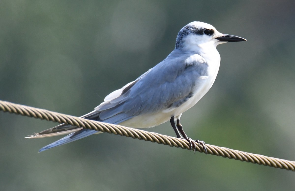 Whiskered Tern - ML646225606